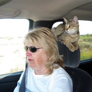 Izzy on the headrest