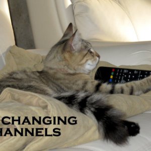 Let's watch the Animal Channel