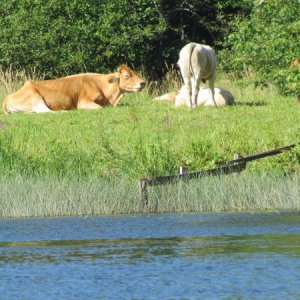 Lots of cows, and farms along the way