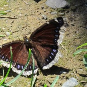 Fredericton butterfly