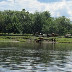 lots of cows along the way
