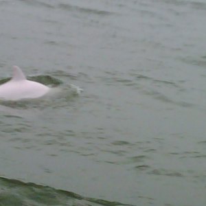 Media 'albino dolphin' in album 'albino dolphin'