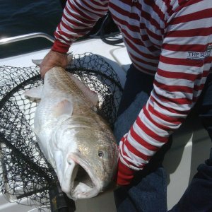 red fish june 09