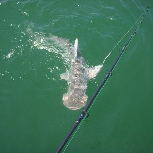 Hammerhead