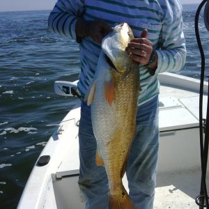 Media 'fish2' in album 'albino dolphin'