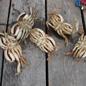 Stuart Is. Prevost Hbr. Crabs