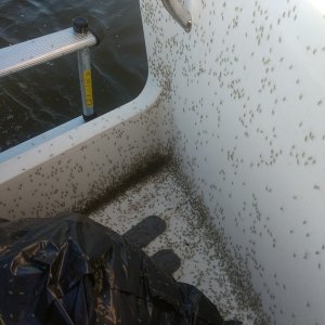 There was some kind of hatch that had taken place overnight in the area we were anchored.

These little green buggers covered the entire boat.