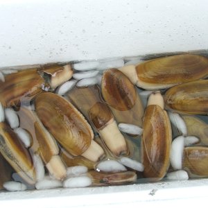 Razor Clams