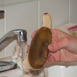 Washing Razor Clam, Yum!!
