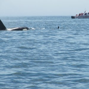 Orca Whales - West side of San Juan Island