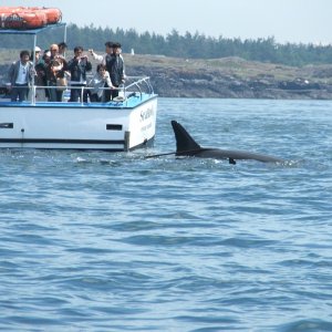 Orcas visiting whale watching boat with Japanese tourists