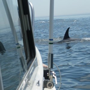 Our turn.  The Orcas seemed to go to each boat and give a close-up