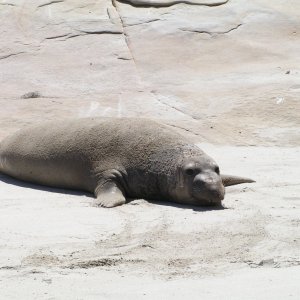 Elephant seal I believe.