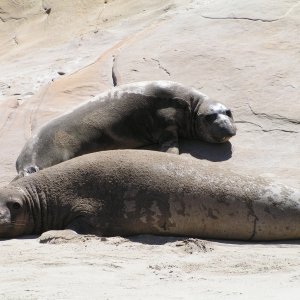 Mom and pup?