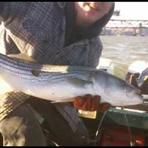 33 inch Striper 12-4-05
(Released)