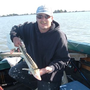 Baby Green Sturgeon