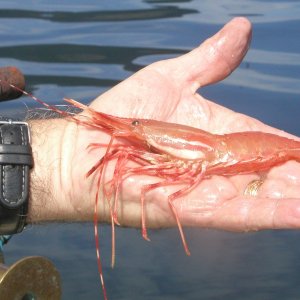 H.Canal,spot tailed shrimp