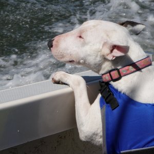 Media 'Our sweetie Claire' in album 'Our Boat with Her new numbers and Her new name'