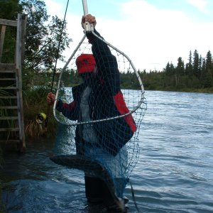 Media '' in album 'Nice catch of Kenai Reds, July 2011'