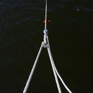 Media 'Rolling hitch to anchor rode' in album 'Bridle with "Y" connection and tail'