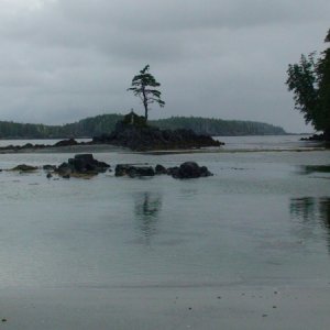 Stubborn Tree