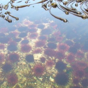 Kildidt Narrows has amazing sealife.