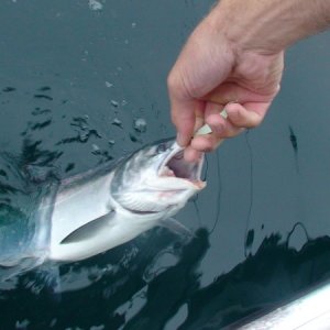 Coho fishing is good