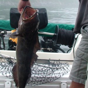 Media 'Ling caught on the troll' in album 'Tsawwassen Ferry Terminal (0 Dark 30)'