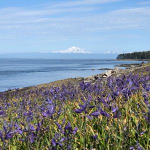 Mt. Baker from Patos Island, View 1