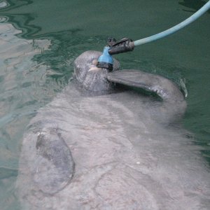 Manatee gets a drink