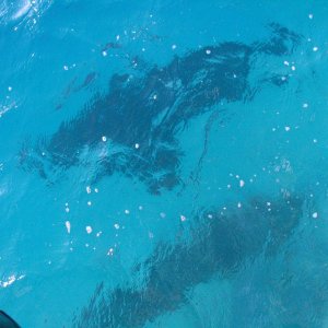Volkswagon size Goliath Groupers under dock