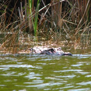 Canoe Observer, Everglades NP