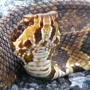 Cute little Cottonmouth