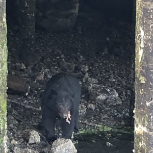Media 'the bear entertained--I think it was on Gord\'s payroll' in album 'Cabin 8'