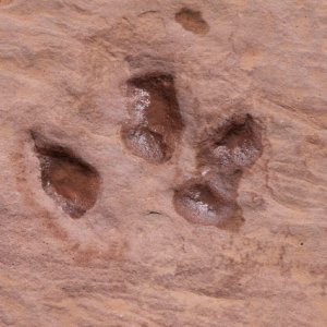 Dinosaur Track