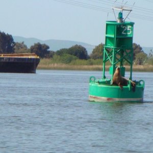 Stowaways on the deep water channel near Rio Vista, Ca
