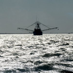 Shrimper backlit