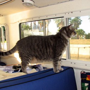 Molly on lookout