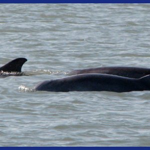 Dolphins