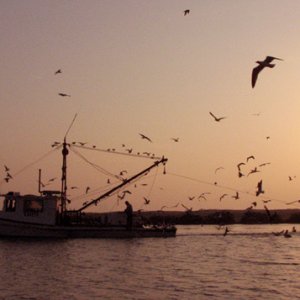 bay shrimper, surrounded by birds