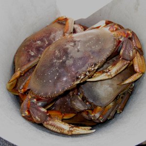 Success at Last - Crab Caught at Chuckanut Bay 7-30-11