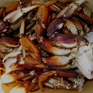 Media 'Cleaned and Ready to Cook - Crab Caught at Chuckanut Bay 7-30-11' in album 'Pat Rowing Dinghy in Decatur Tombolo Cove 7-17-11'