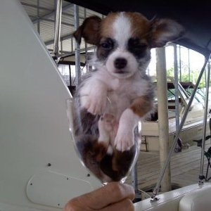 mr. radar, second-mate and newest family member, one bad tea cup chihuahua, resting in a wine glass!
6/17/2011 6 weeks old and very frisky!