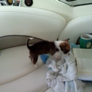 mr.radar, reading his favorite nautical novel, rules of the road!