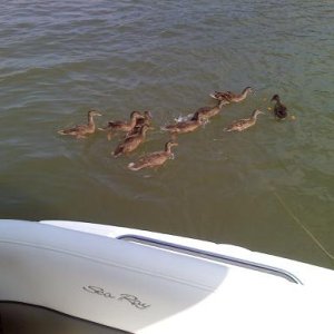 feeding ducks while at anchor on the ohio river aug. 2010
