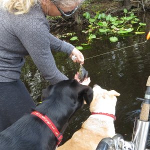 Not much of a fish but the dogs don\'t care. Each one is an event!