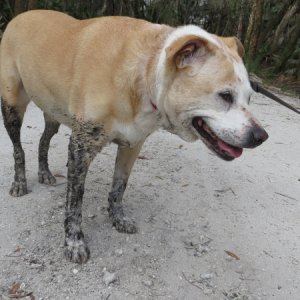 This mud does NOT wash off. Had to get the shampoo out and really work at it.