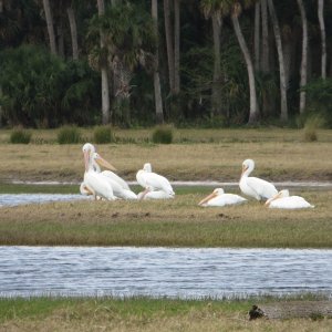 Media 'White pelicans' in album 'I see you !'