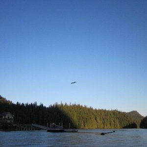 Media '' in album 'In Queen Charlotte Strait'
