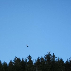 Media '' in album 'In Queen Charlotte Strait'